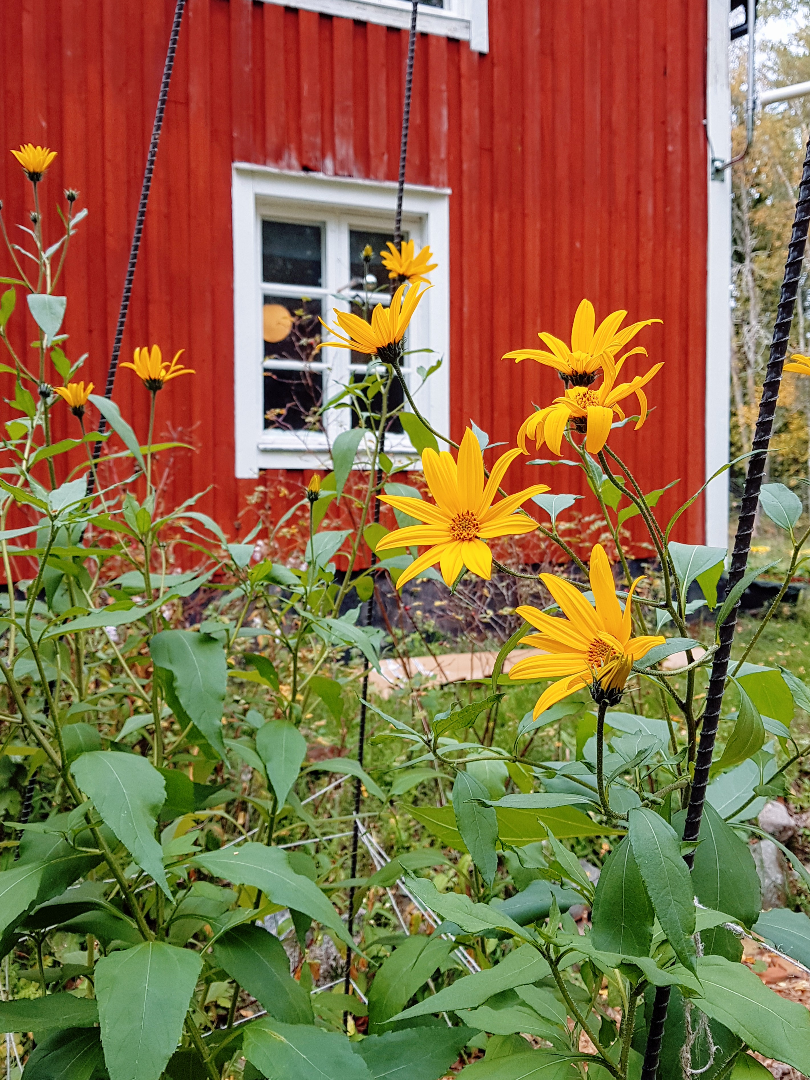 Elisabeth Biströms trädgård, en bädd med jordärtskockor som blommar.