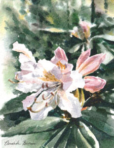Akvarell av Elisabeth Biström, med motiv av en vit Rhododendron